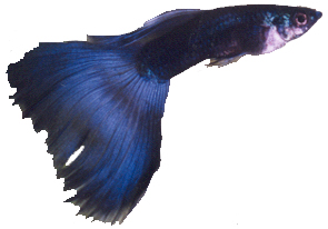 blue male guppy