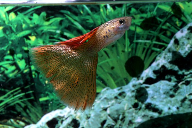 fancy red and yellow male guppy