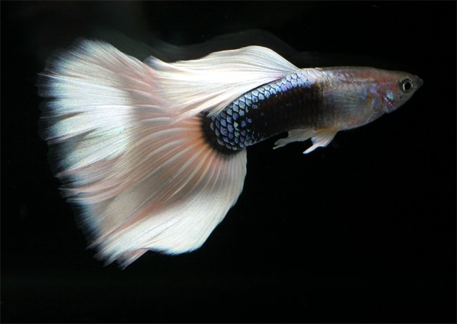 fancy white tail male guppy