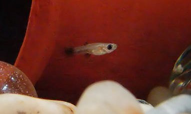 2 week old guppy fry