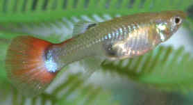 large pregnant female guppy